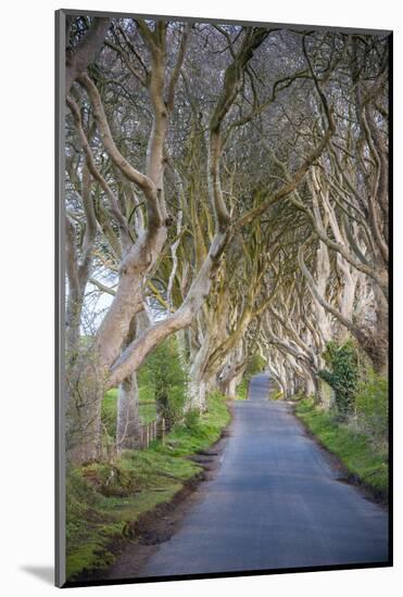 The Dark Hedges in Northern Ireland, Beech Tree Avenue, Northern Ireland, United Kingdom-Michael Runkel-Mounted Photographic Print