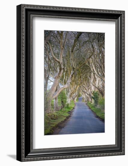 The Dark Hedges in Northern Ireland, Beech Tree Avenue, Northern Ireland, United Kingdom-Michael Runkel-Framed Photographic Print