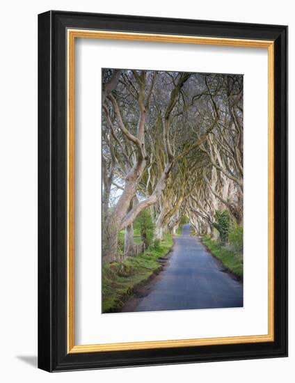 The Dark Hedges in Northern Ireland, Beech Tree Avenue, Northern Ireland, United Kingdom-Michael Runkel-Framed Photographic Print