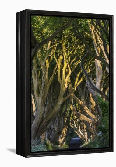 The Dark Hedges, Northern Ireland-Jacek Kadaj-Framed Premier Image Canvas