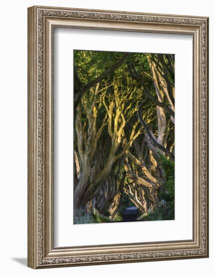 The Dark Hedges, Northern Ireland-Jacek Kadaj-Framed Photographic Print