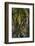 The Dark Hedges, Northern Ireland-Jacek Kadaj-Framed Photographic Print