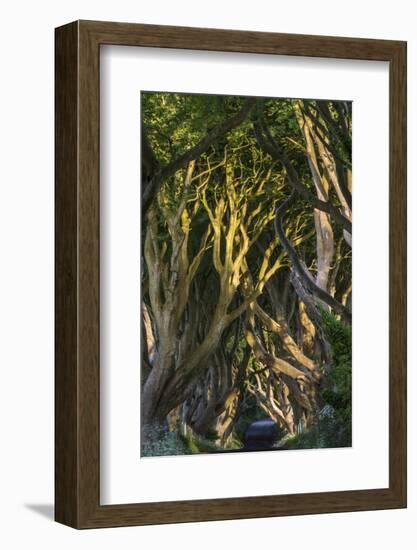 The Dark Hedges, Northern Ireland-Jacek Kadaj-Framed Photographic Print