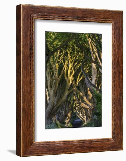 The Dark Hedges, Northern Ireland-Jacek Kadaj-Framed Photographic Print