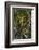 The Dark Hedges, Northern Ireland-Jacek Kadaj-Framed Photographic Print