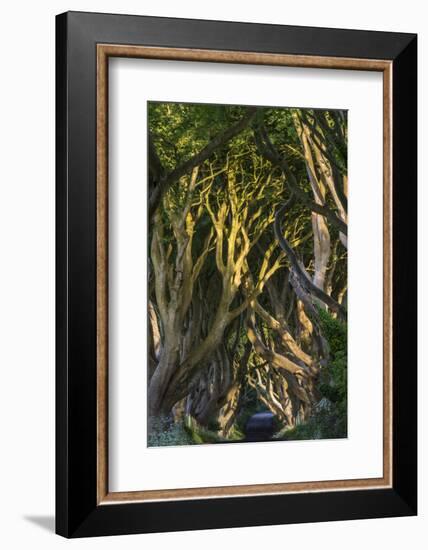 The Dark Hedges, Northern Ireland-Jacek Kadaj-Framed Photographic Print
