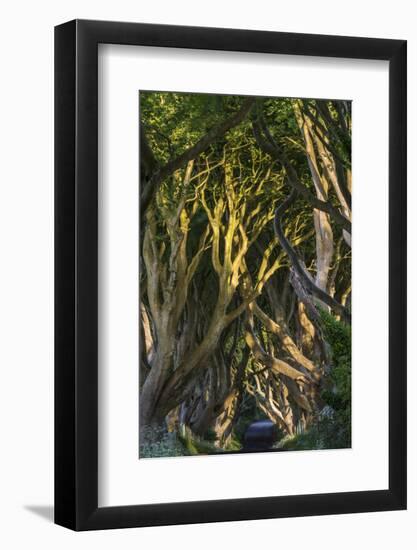 The Dark Hedges, Northern Ireland-Jacek Kadaj-Framed Photographic Print