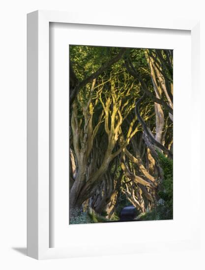 The Dark Hedges, Northern Ireland-Jacek Kadaj-Framed Photographic Print