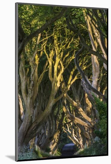 The Dark Hedges, Northern Ireland-Jacek Kadaj-Mounted Photographic Print