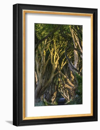 The Dark Hedges, Northern Ireland-Jacek Kadaj-Framed Photographic Print