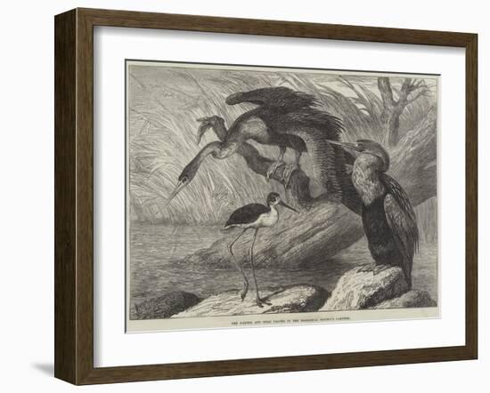 The Darter and Stilt Plover in the Zoological Society's Gardens-Samuel John Carter-Framed Giclee Print