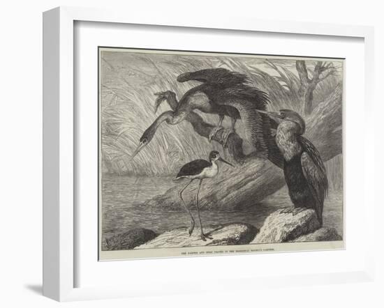 The Darter and Stilt Plover in the Zoological Society's Gardens-Samuel John Carter-Framed Giclee Print