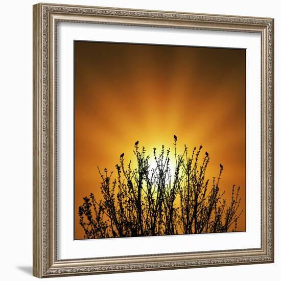 The Dawn Chorus!-Adrian Campfield-Framed Photographic Print