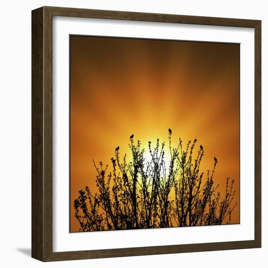 The Dawn Chorus!-Adrian Campfield-Framed Photographic Print