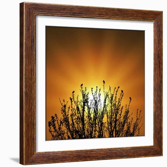 The Dawn Chorus!-Adrian Campfield-Framed Photographic Print