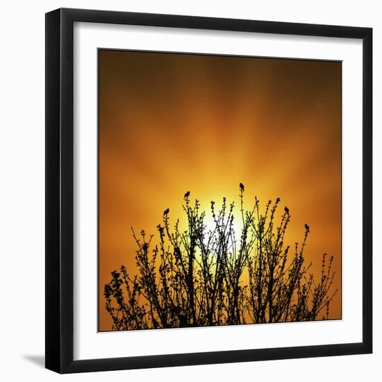 The Dawn Chorus!-Adrian Campfield-Framed Photographic Print