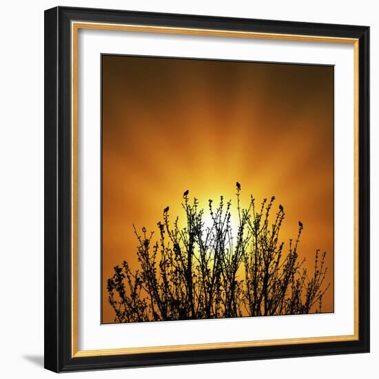 The Dawn Chorus!-Adrian Campfield-Framed Photographic Print