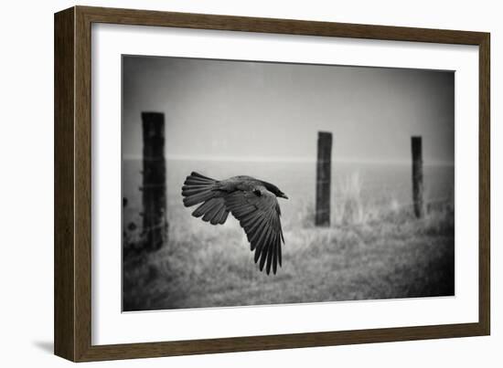 the day of the Raven-holger droste-Framed Photographic Print