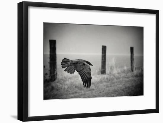 the day of the Raven-holger droste-Framed Photographic Print