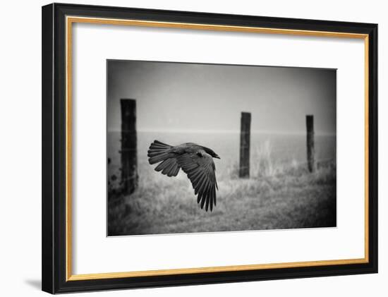 the day of the Raven-holger droste-Framed Photographic Print