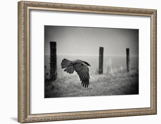 the day of the Raven-holger droste-Framed Photographic Print