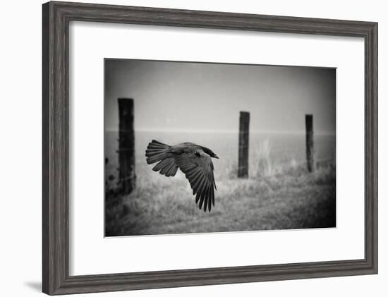 the day of the Raven-holger droste-Framed Photographic Print