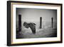 the day of the Raven-holger droste-Framed Photographic Print