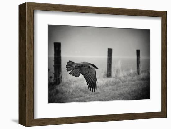 the day of the Raven-holger droste-Framed Photographic Print