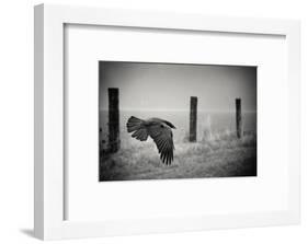 the day of the Raven-holger droste-Framed Photographic Print