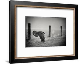 the day of the Raven-holger droste-Framed Photographic Print