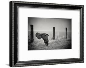 the day of the Raven-holger droste-Framed Photographic Print