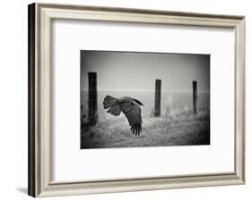 the day of the Raven-holger droste-Framed Photographic Print