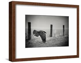 the day of the Raven-holger droste-Framed Photographic Print