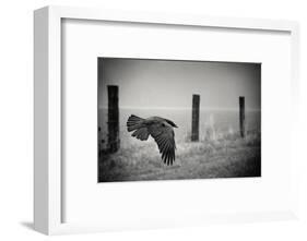 the day of the Raven-holger droste-Framed Photographic Print