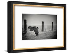 the day of the Raven-holger droste-Framed Photographic Print