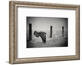 the day of the Raven-holger droste-Framed Photographic Print