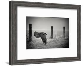 the day of the Raven-holger droste-Framed Photographic Print