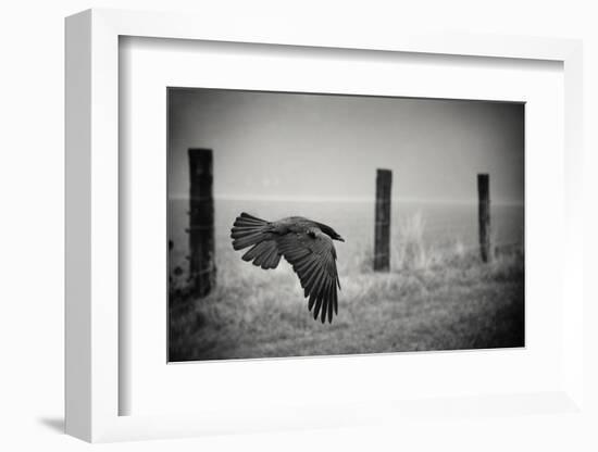 the day of the Raven-holger droste-Framed Photographic Print
