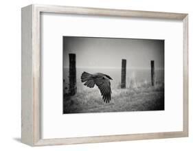 the day of the Raven-holger droste-Framed Photographic Print