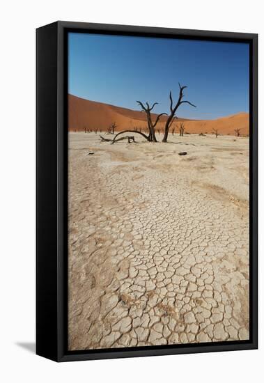 The Dead Acacia Trees of Deadvlei at Sunrise-Alex Saberi-Framed Premier Image Canvas