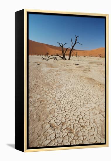 The Dead Acacia Trees of Deadvlei at Sunrise-Alex Saberi-Framed Premier Image Canvas