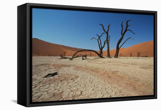 The Dead Acacia Trees of Deadvlei at Sunrise-Alex Saberi-Framed Premier Image Canvas