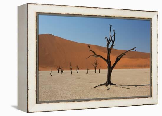 The Dead Acacia Trees of Deadvlei at Sunrise-Alex Saberi-Framed Premier Image Canvas