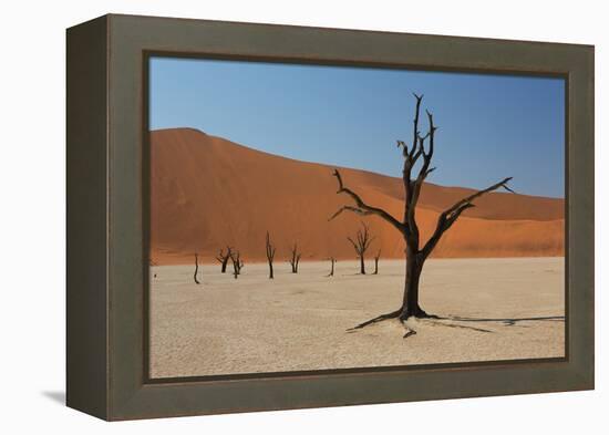 The Dead Acacia Trees of Deadvlei at Sunrise-Alex Saberi-Framed Premier Image Canvas