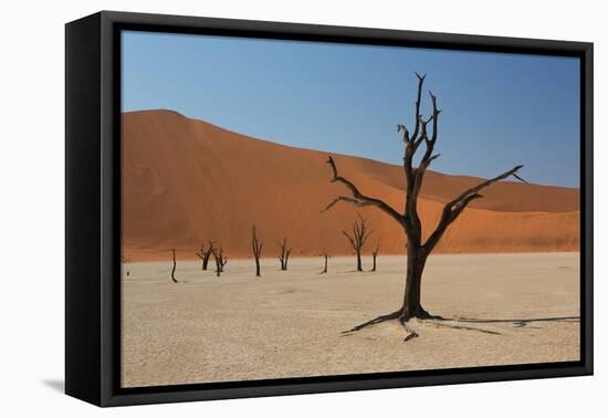 The Dead Acacia Trees of Deadvlei at Sunrise-Alex Saberi-Framed Premier Image Canvas