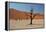 The Dead Acacia Trees of Deadvlei at Sunrise-Alex Saberi-Framed Premier Image Canvas