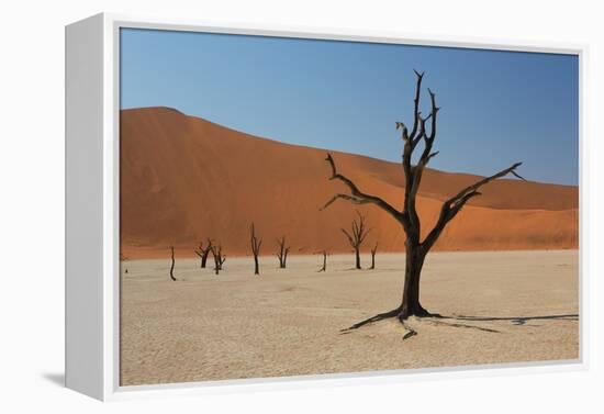 The Dead Acacia Trees of Deadvlei at Sunrise-Alex Saberi-Framed Premier Image Canvas