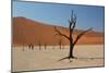 The Dead Acacia Trees of Deadvlei at Sunrise-Alex Saberi-Mounted Photographic Print