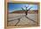 The Dead Acacia Trees of Deadvlei at Sunrise-Alex Saberi-Framed Premier Image Canvas