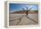 The Dead Acacia Trees of Deadvlei at Sunrise-Alex Saberi-Framed Premier Image Canvas